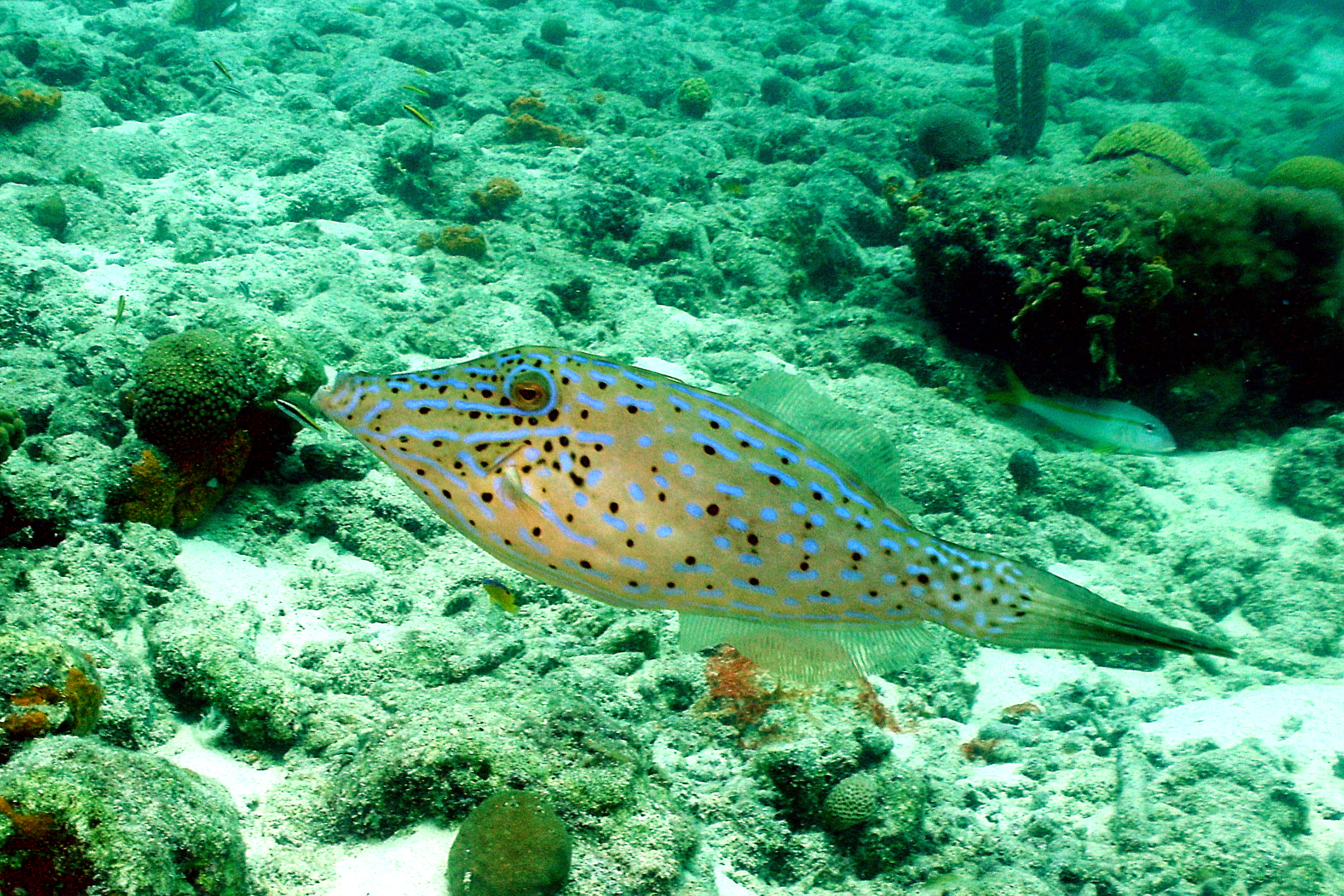 Scrawled filefish 2