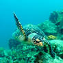 Hawksbill turtle