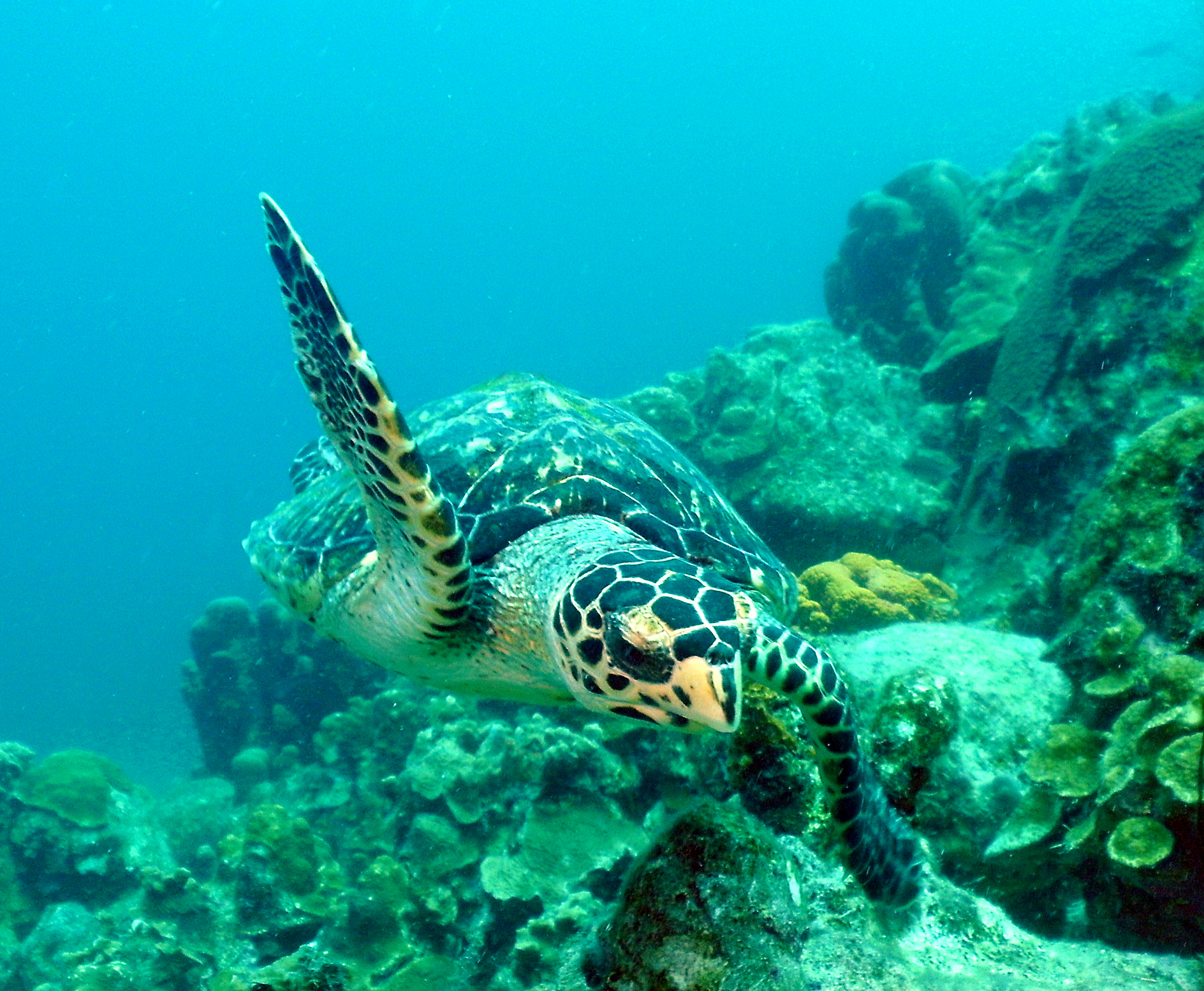 Hawksbill turtle