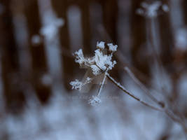 Ice flowers