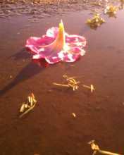 flower floating in a puddle