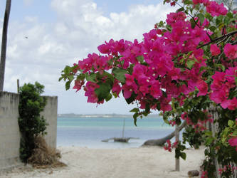 Zanzibar Bougainvillea