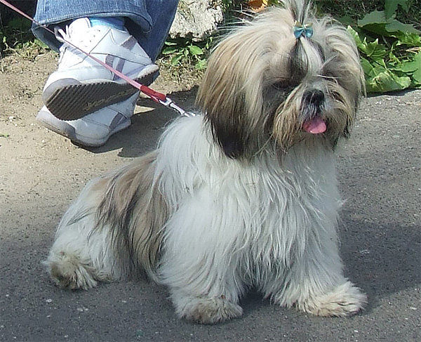 Ava, the Shih-Tzu