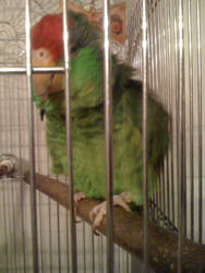 My Parrot