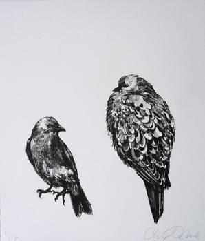 Bluebird and Mourning Dove