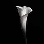 Calla Study II by Jtjintjelaar