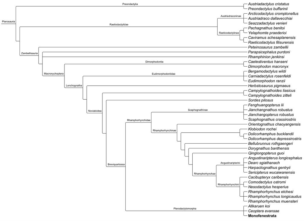 Cladogram of Pterosauria by Atlantis536 on DeviantArt