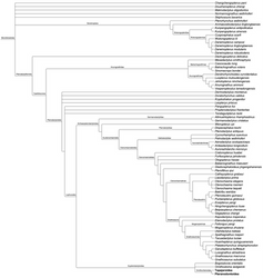 Cladogram of Monofenestrata