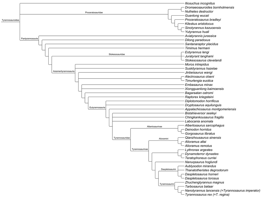 Cladogram of Tyrannosauroidea by Atlantis536 on DeviantArt