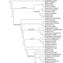 Cladogram of Eoenantiornithiformes