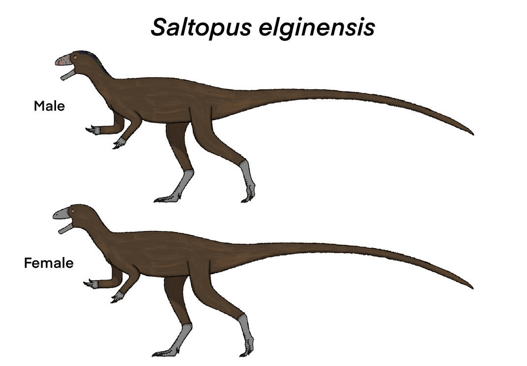 Saltopus elginensis (Mesozoic Planet) by Atlantis536 on DeviantArt
