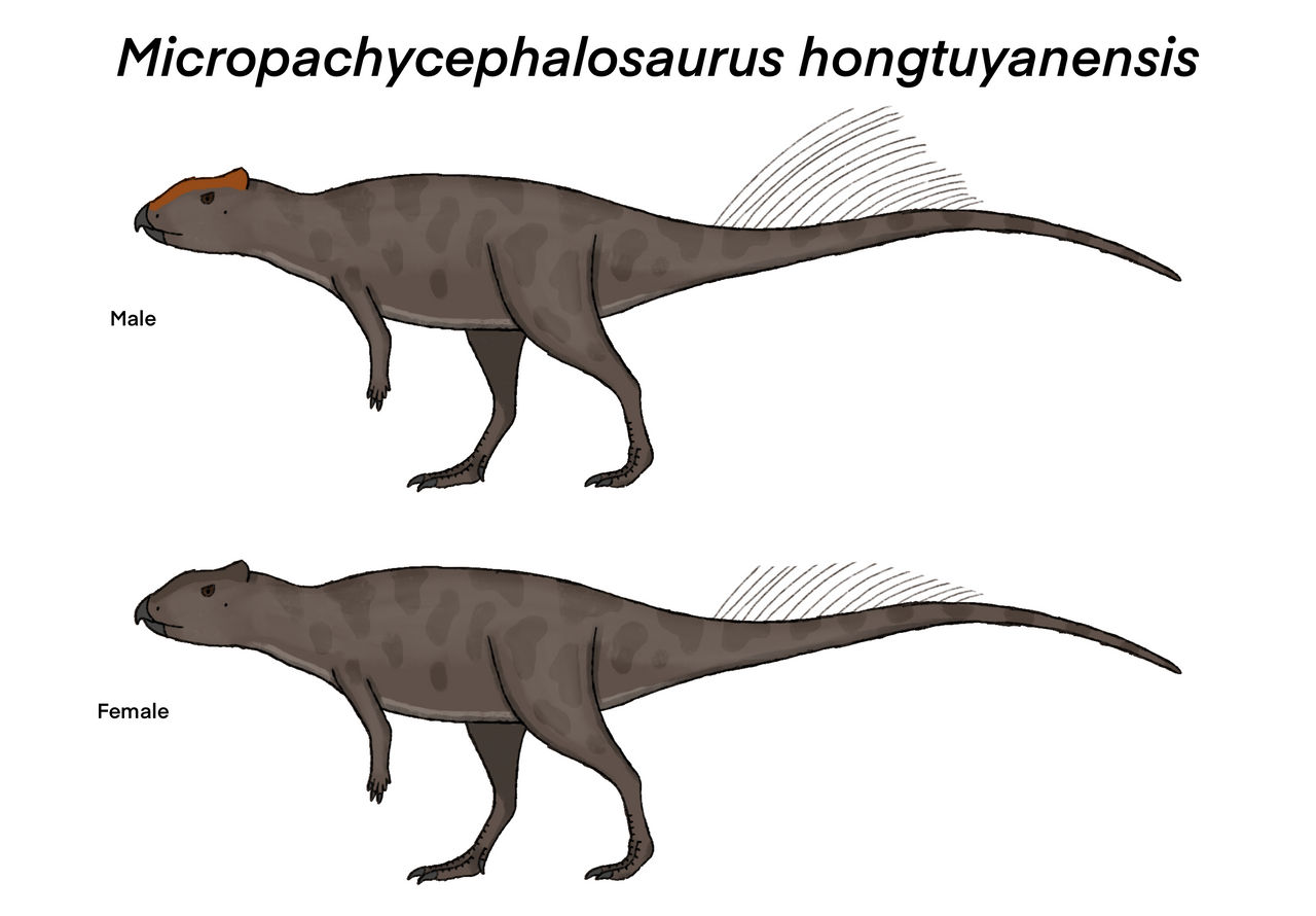 Micropachycephalosaurus Size Latest News The Dinosaur Museum micropachycephalosaurus-size-latest-news-the-dinosaur-museum
