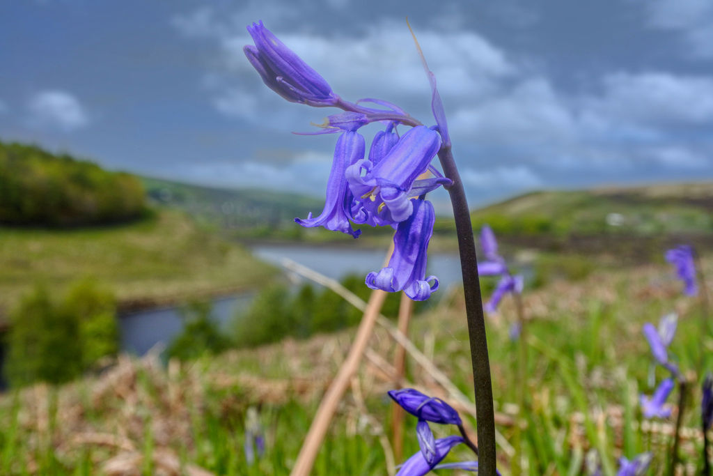 Spring Walk Flower Power Spring walk by Cowboyz123 on DeviantArt