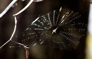 Spider Web