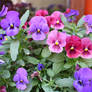 pink and purple pansies