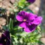 Purple pansies