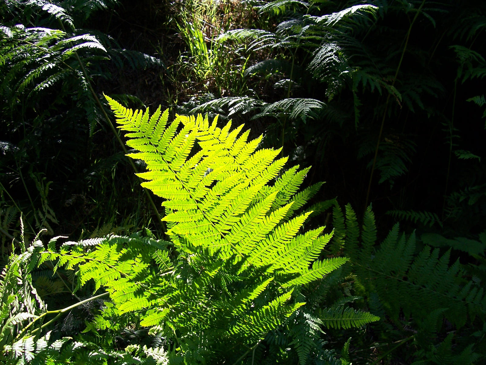 The fern in the forest