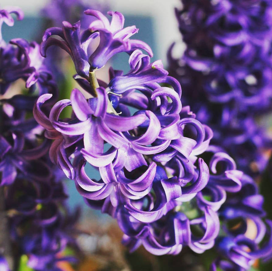 Purple Hyacinth by DelphineHaniel on DeviantArt