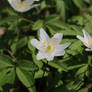 Two anemones