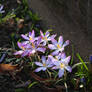 Spring crocuses