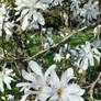 White magnolia 2