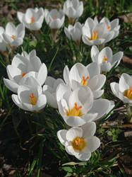 First crocuses