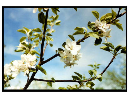 Apple Blossom