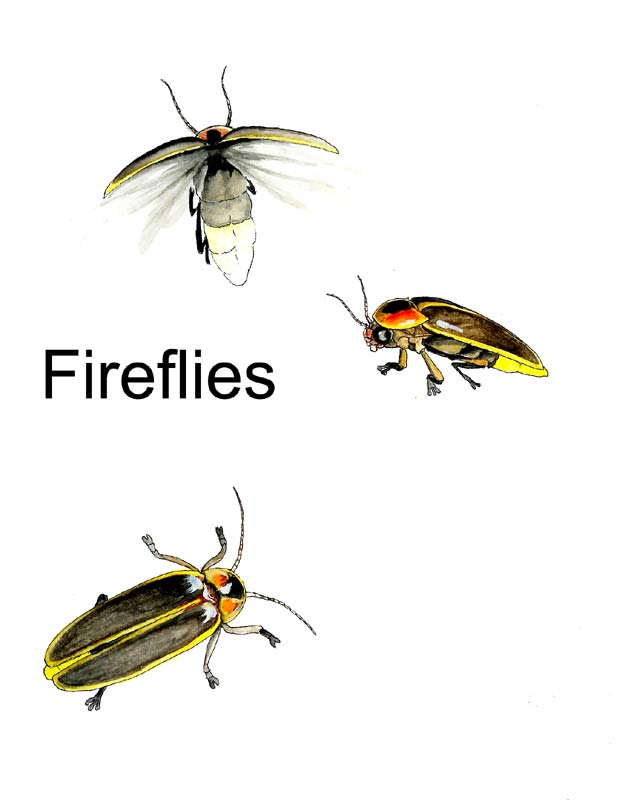 Fireflies