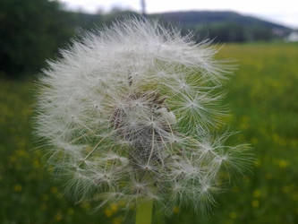 Dandelion