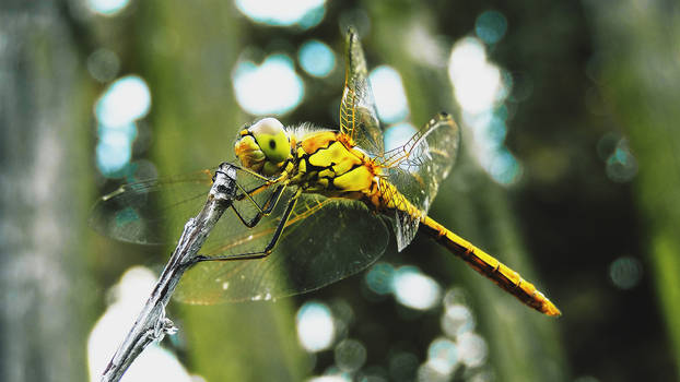 Dragonfly