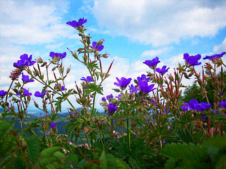 Flowers