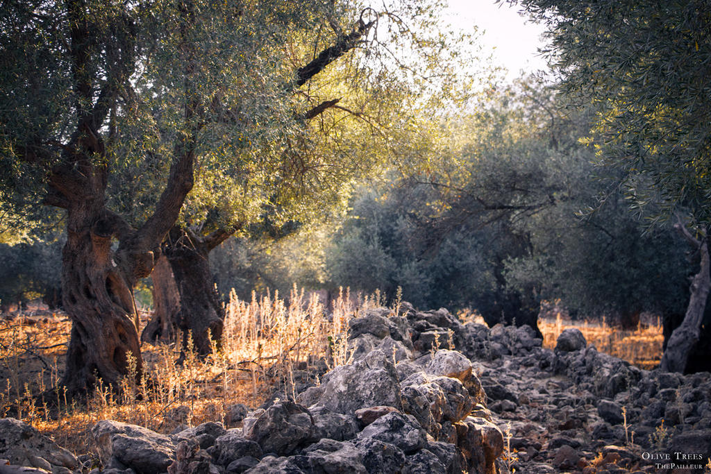 Olive Trees by thepailleur