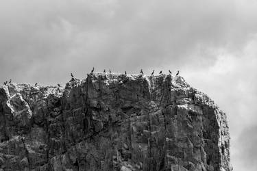 L'ile aux cormorans