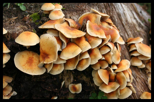 Kuehneromyces mutabilis