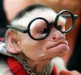 Nerdy monkey