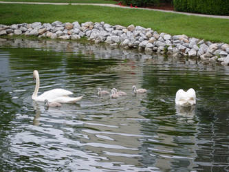 Swans and Cygnets