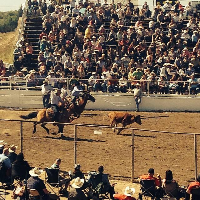 Rooster Day Rodeo Rodeo Day by StallionRyder16 on DeviantArt