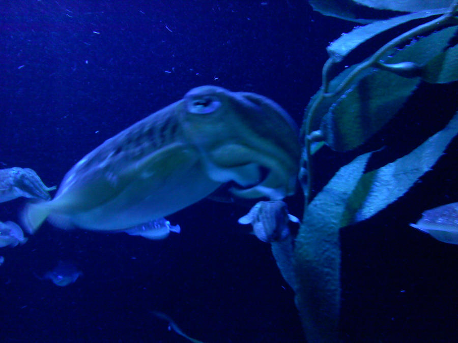cuddlefish by CorpseMcRotting on DeviantArt