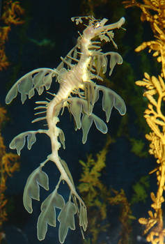 kelp seahorse