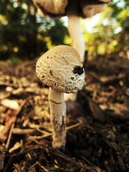 Mushroom