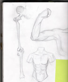 Anatomy Studies