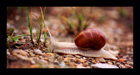 Snail.