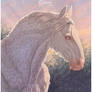 Tenderness