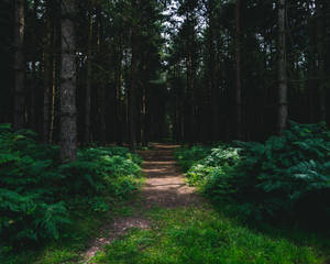 Forest Walk