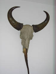 Horns Stock 1
