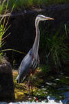 Heron By The Dam by Latrodectus-Pallidus