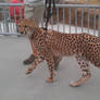 its a cheetah!