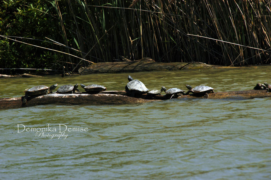 Eight turtles on a log by DemonikaDemise on DeviantArt