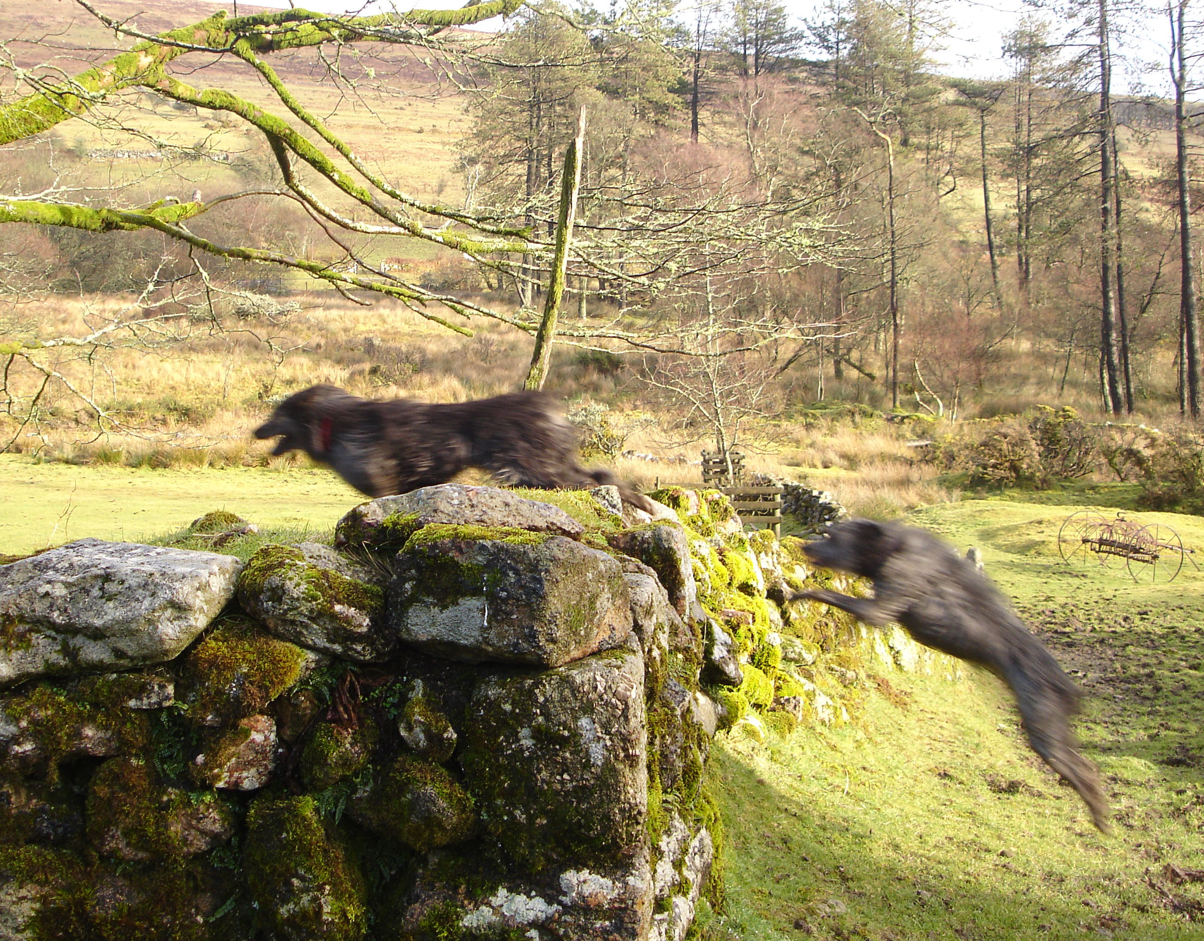 leap