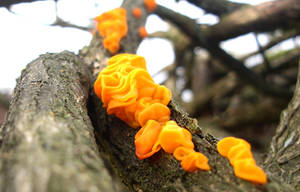 Orange Fungi
